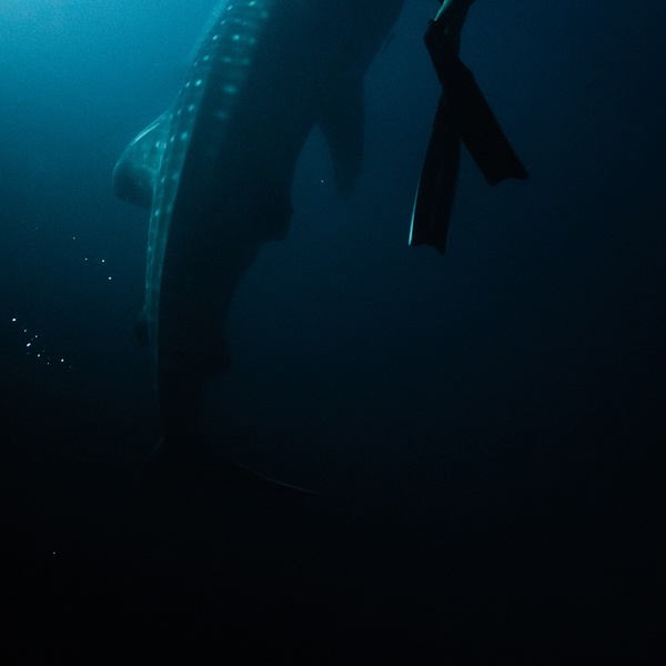 Подружиться с китовой акулой в Raffles Maldives Meradhoo? Легко!